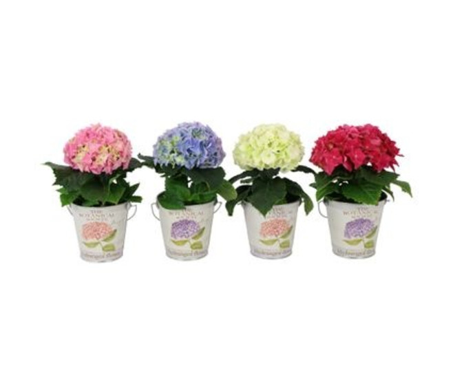 HORTENSIA 1FL+ VARIE ZINC