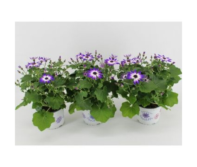 CINERAIRE SENETTI VIOLET