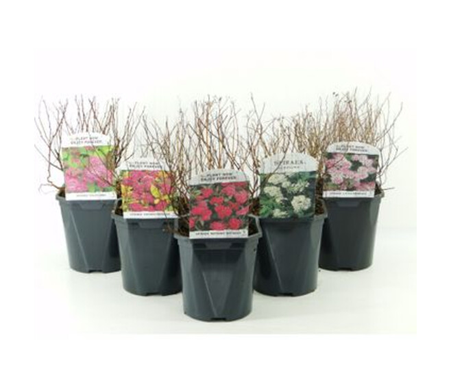 SPIRAEA JAPONICA VARIE
