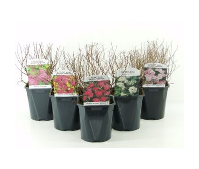 SPIRAEA JAPONICA VARIE