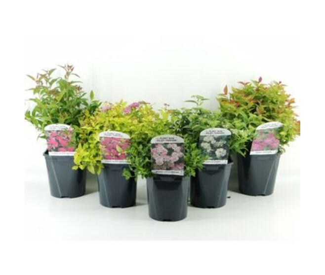 SPIRAEA JAPONICA VARIE