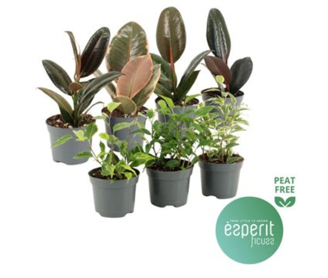 FICUS VARIE