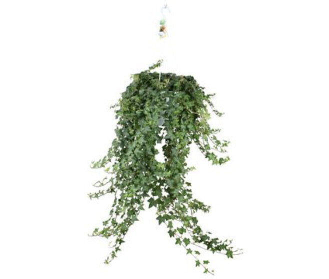 HEDERA PITTSBURGH SUSP