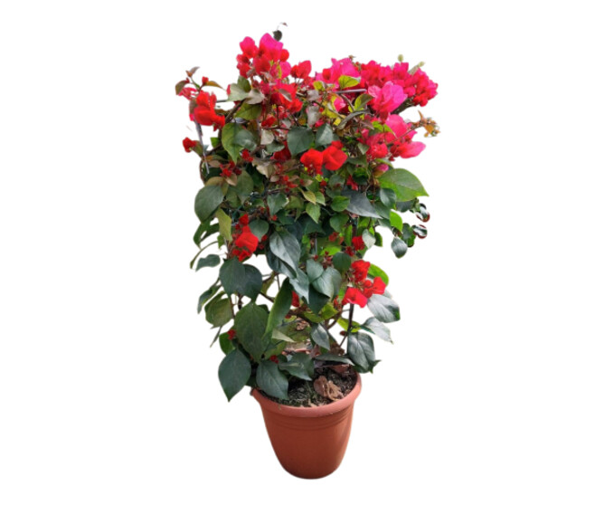 BOUGAINVILLIER COULEUR PALISSE