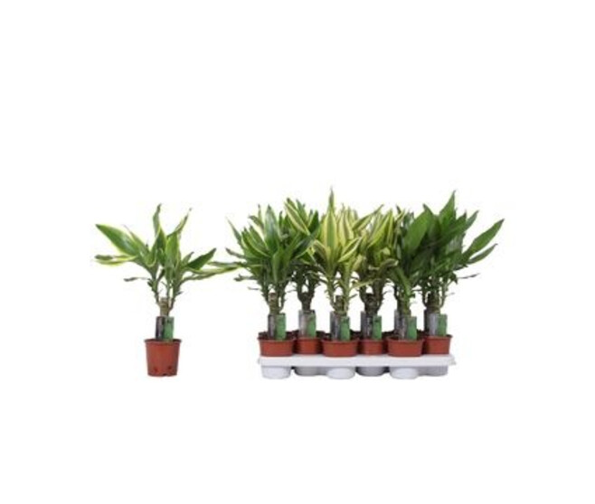 DRACAENA COAST VARIES TIGE 20CM