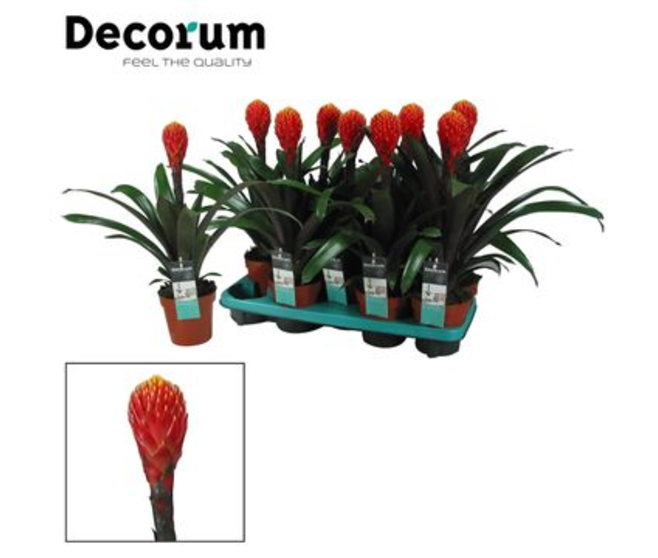 GUZMANIA TALA ORANGE