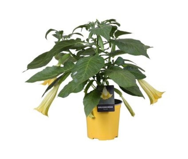 BRUGMANSIA JAUNE