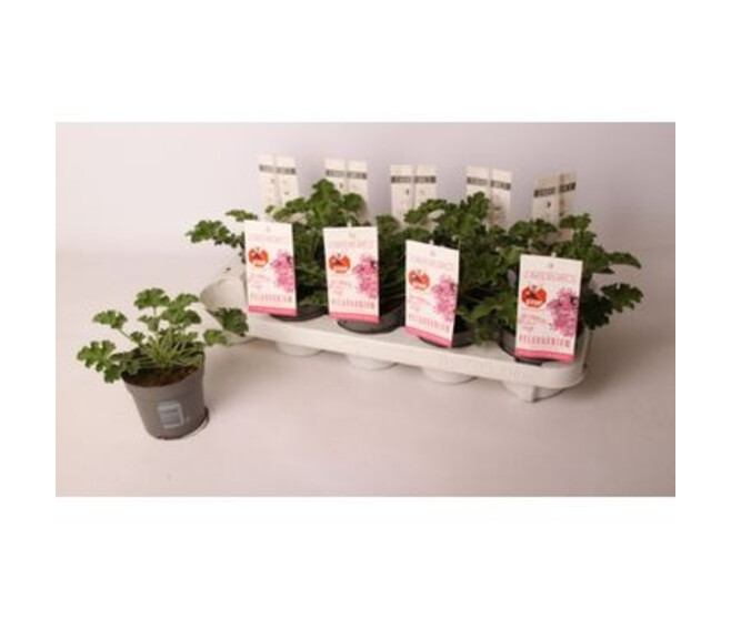PELARGONIUM ANTI MOSQUITO