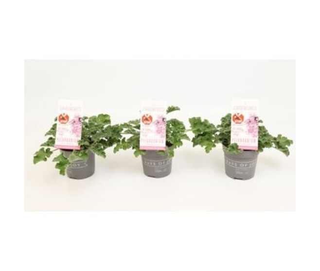 PELARGONIUM ANTI MOSQUITO