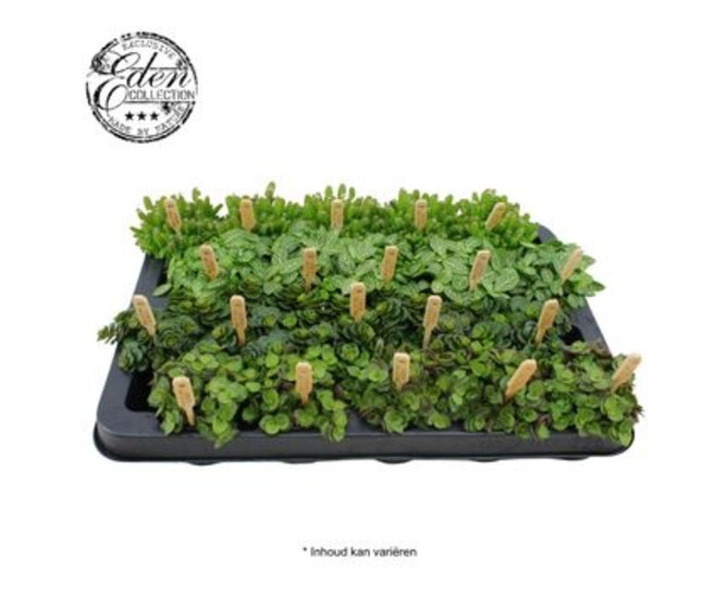 PLANTES VERTES VARIEES BAMBINO