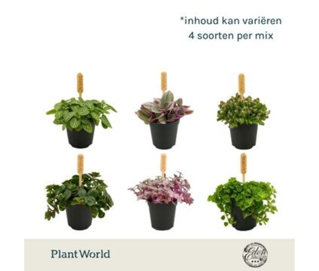 PLANTES VERTES VARIEES BAMBINO