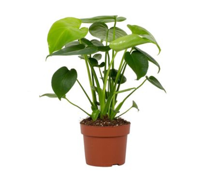 PHILODENDRON MONSTERA