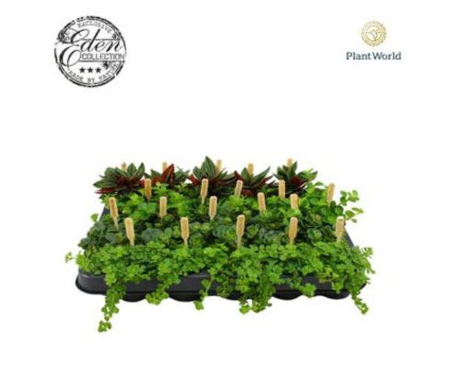 PLANTES VERTES VARIEES