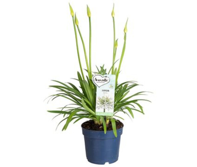 AGAPANTHE AMOURETTE BLANCHE