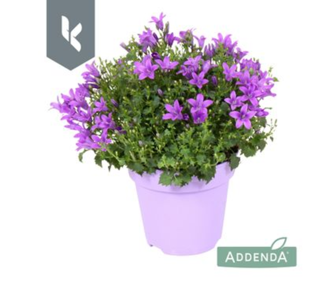 CAMPANULE INTENSE PURPLE
