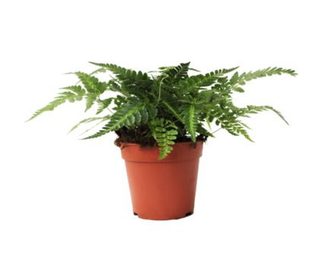 ADIANTUM RUMOHRA