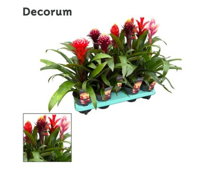 GUZMANIA BOULE VARIES DECORUM