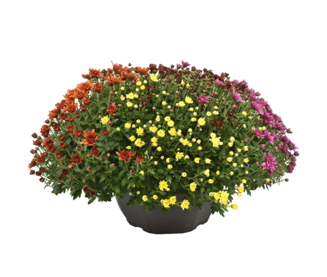 CHRYSANTHEME MULTI 50/60 3COULEURS COUPE