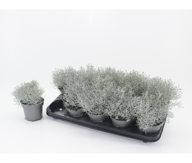 CALOCEPHALUS BROWNII