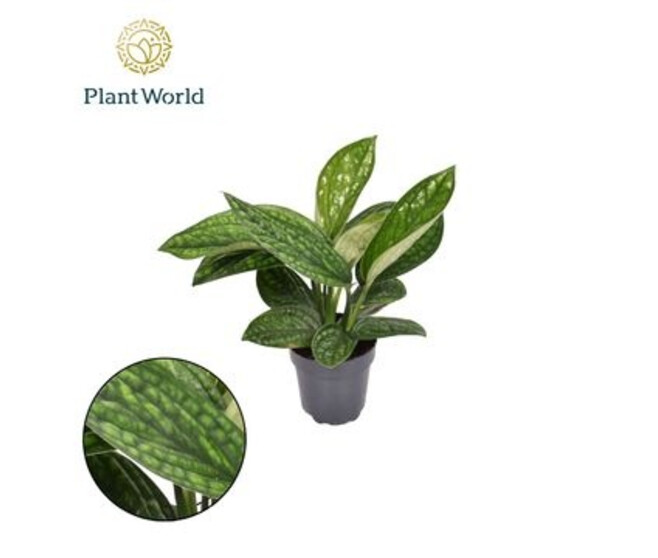 SCINDAPSUS MARBLE PLANET