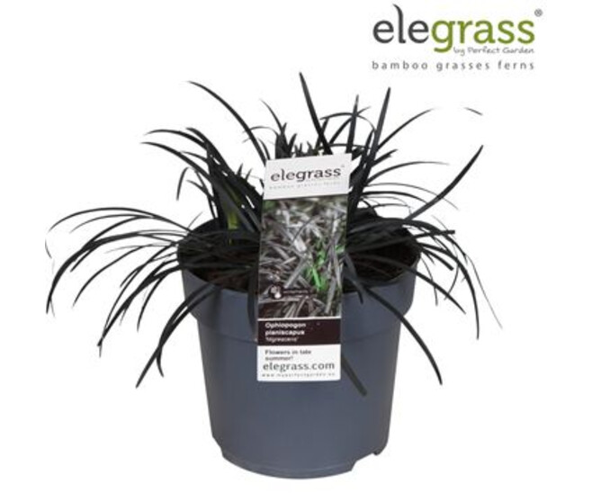 OPHIOPOGON NIGRESCENS