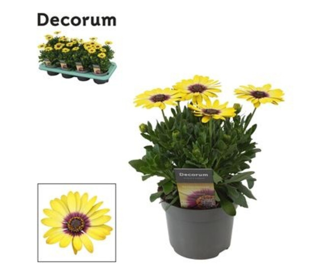OSTEOSPERMUM BLUE EYED BEAUTY