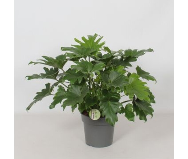 PHILODENDRON LITTLE HOPE