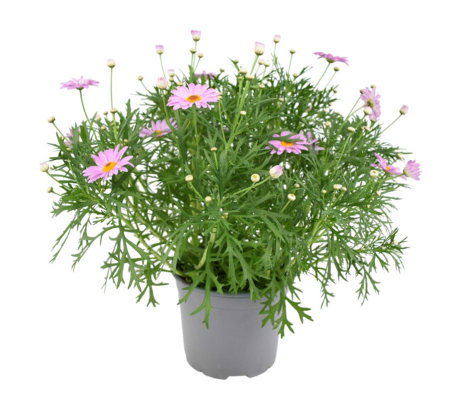 ANTHEMIS COULEUR