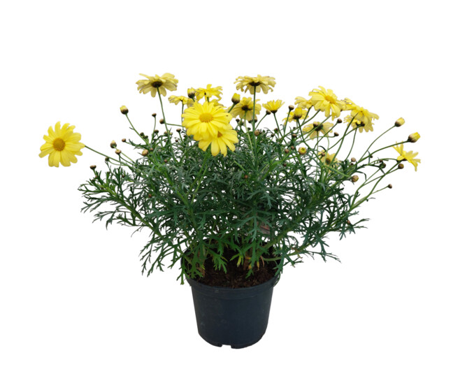ANTHEMIS COULEUR