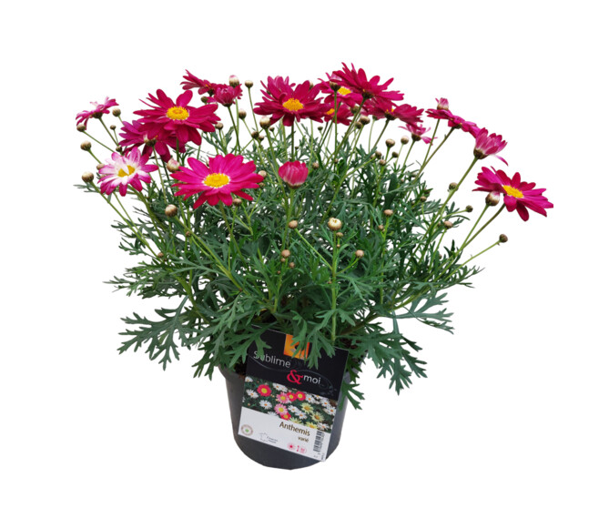 ANTHEMIS COULEUR