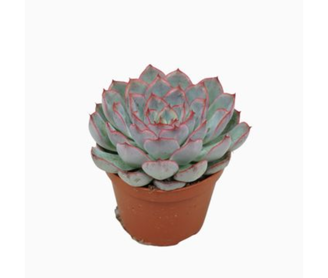 ECHEVERIA HERCULES