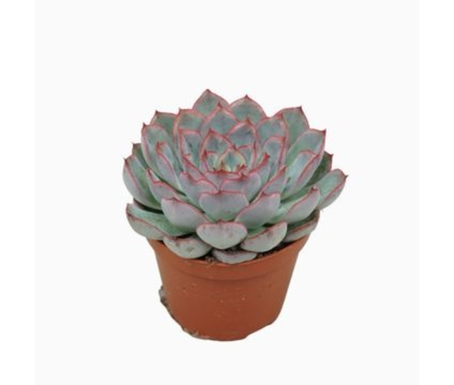 ECHEVERIA HERCULES