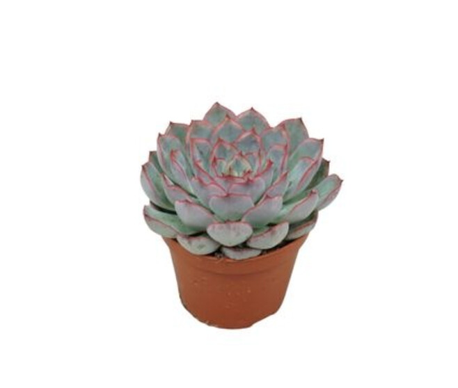 ECHEVERIA HERCULES