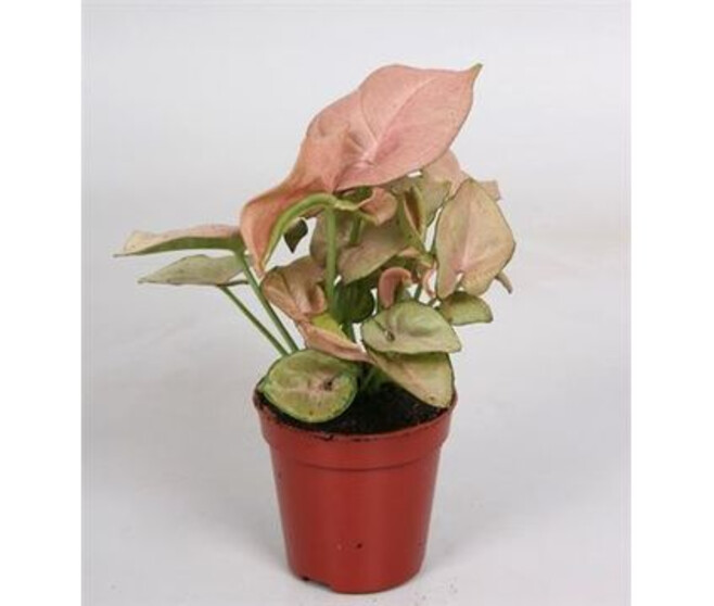 SYNGONIUM RED HEART