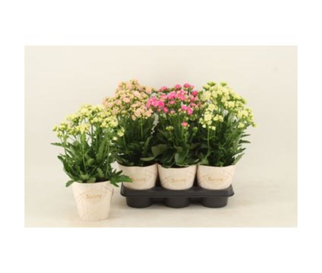KALANCHOE SUNNY