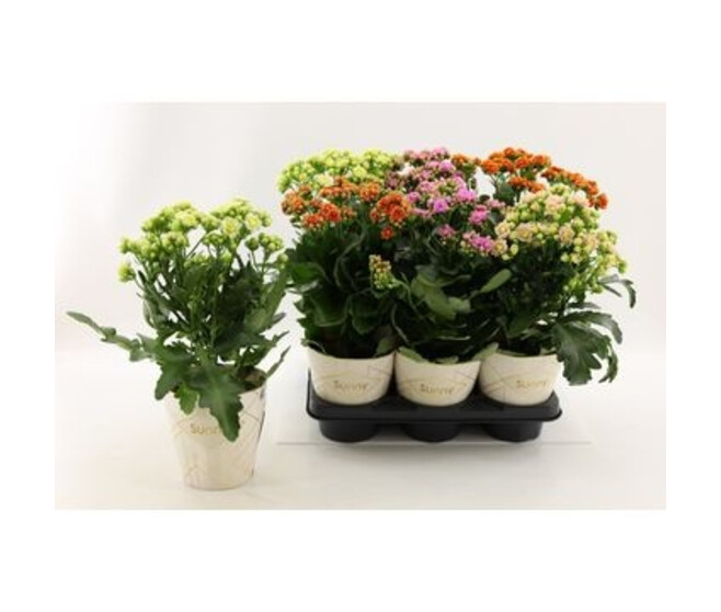 KALANCHOE SUNNY