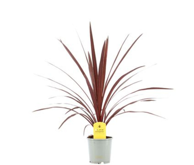 CORDYLINE RED STAR