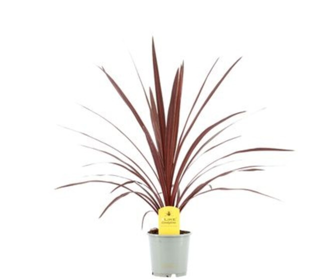 CORDYLINE RED STAR