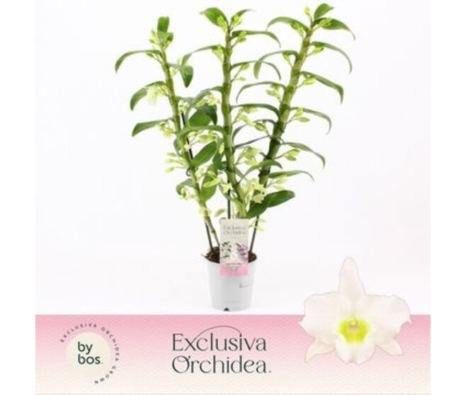 DENDROBIUM 3BR BLANC