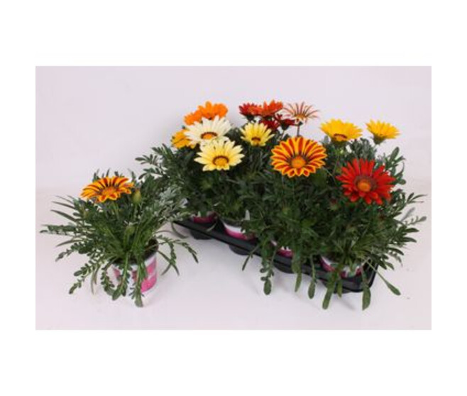 GAZANIA BIG KISS VARIE