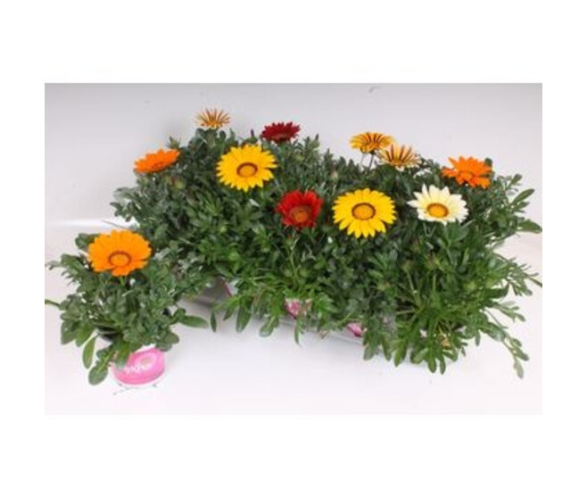 GAZANIA BIG KISS VARIE