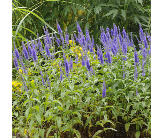 VERONIQUE SPICATA NAN BLUE