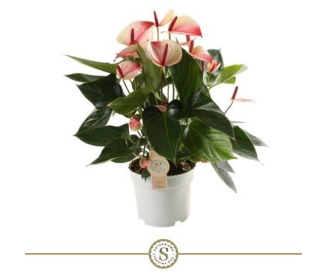 ANTHURIUM MYSTIQUE 7FL+