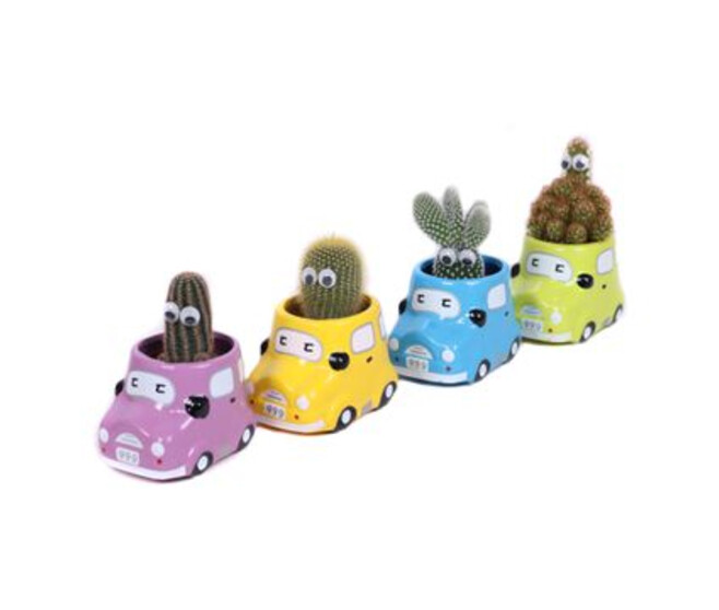 CACTUS VARIES CERAM VOITURE