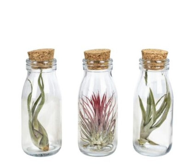 COMPO TILLANDSIA VERRE BOUTEILLE