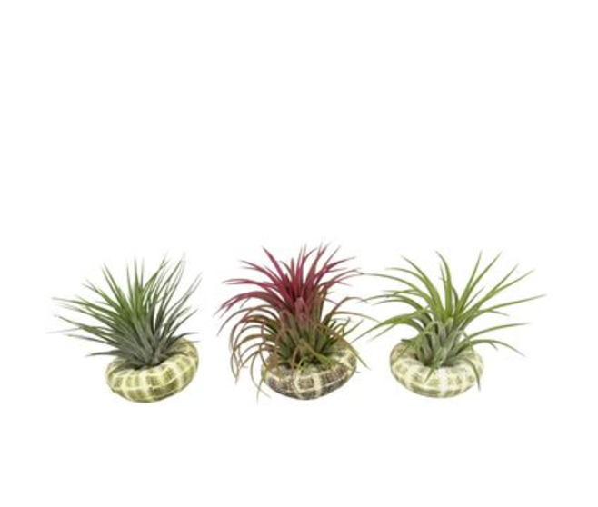 TILLANDSIA COQUILLAGE