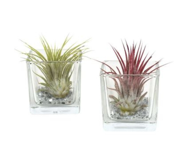 TILLANSDIA VERRE