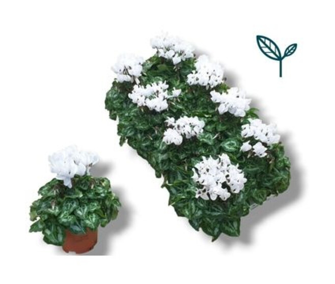 CYCLAMEN SUPER SERIE BLANC