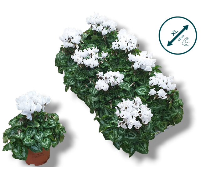 CYCLAMEN SUPER SERIE BLANC