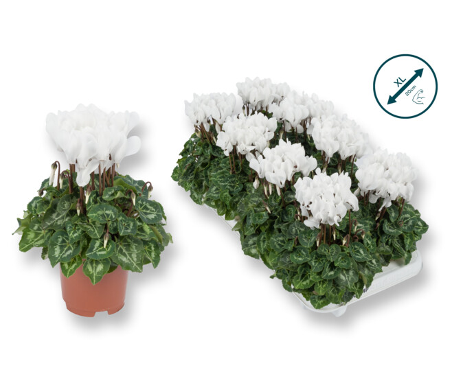 CYCLAMEN SUPER SERIE BLANC